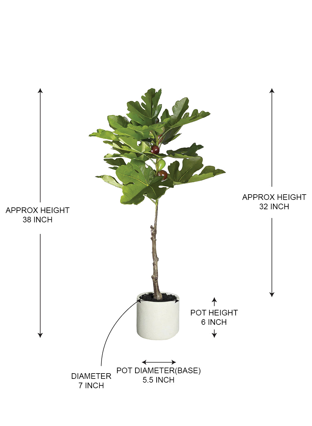 Fig Tree with Fruit in White Ceramic Pot, 7" Diameter & 38" Tall