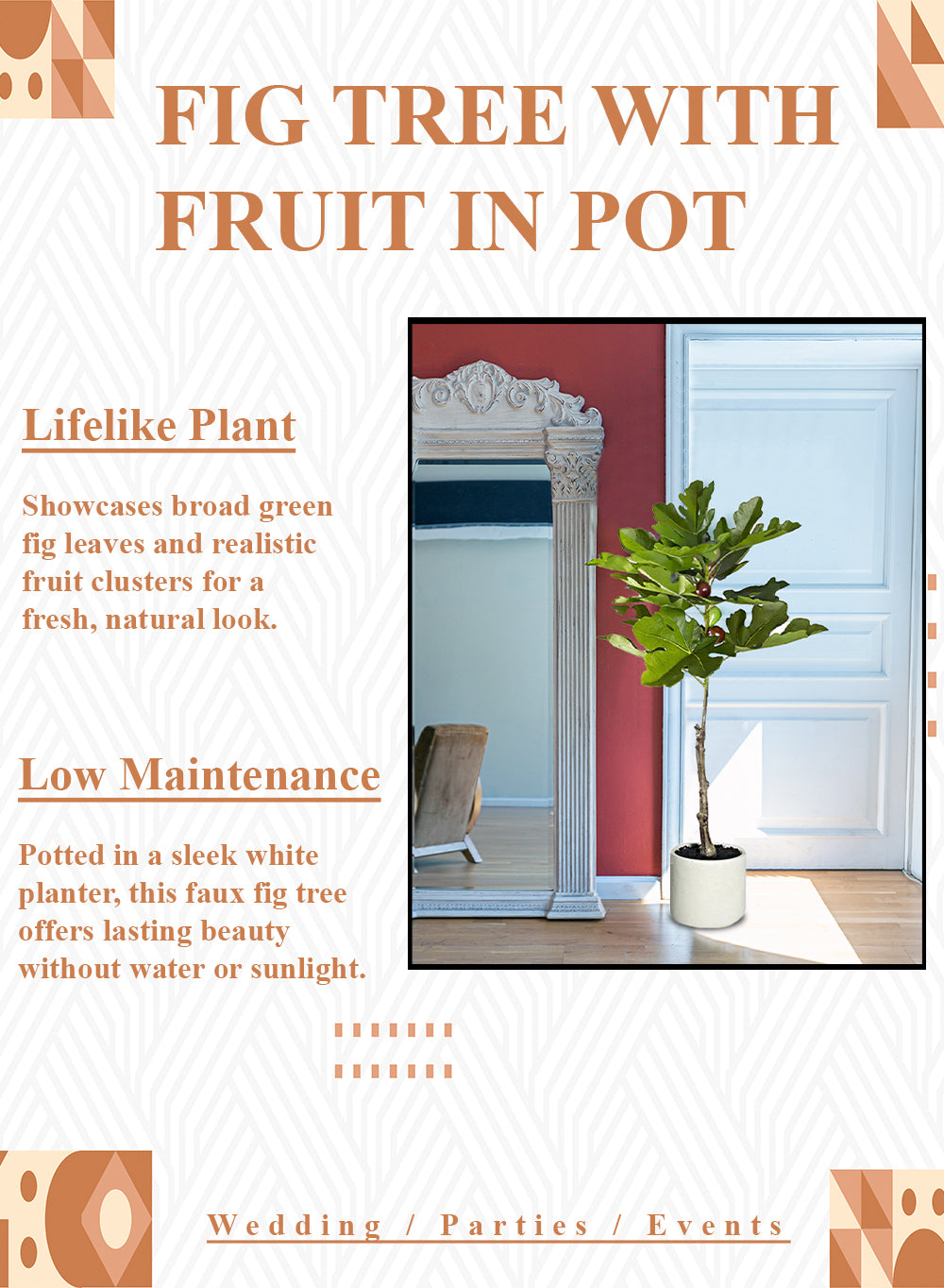 Fig Tree with Fruit in White Ceramic Pot, 7" Diameter & 38" Tall