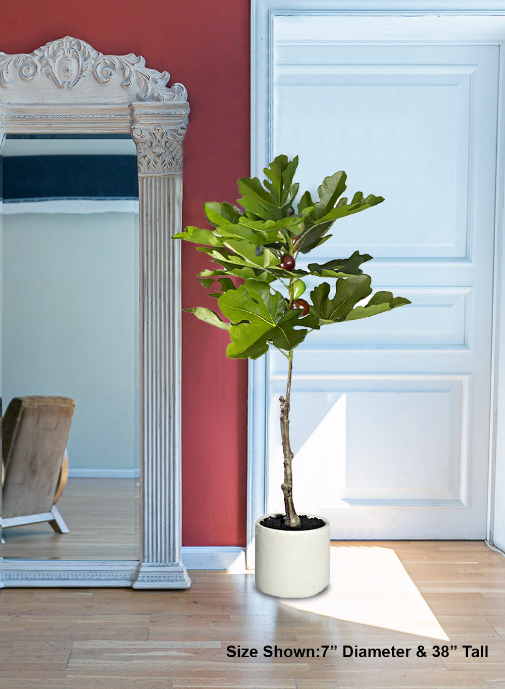 Fig Tree with Fruit in White Ceramic Pot, 7" Diameter & 38" Tall