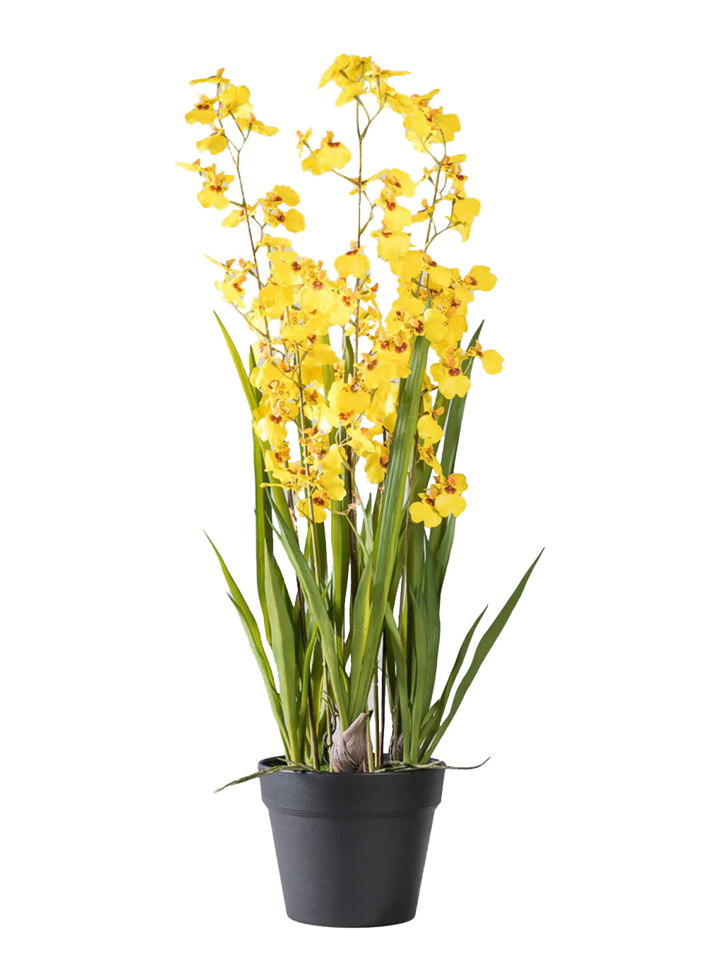 Yellow Orchid Plant in Black Pot, 7.5" Diameter & 31.8" Tall