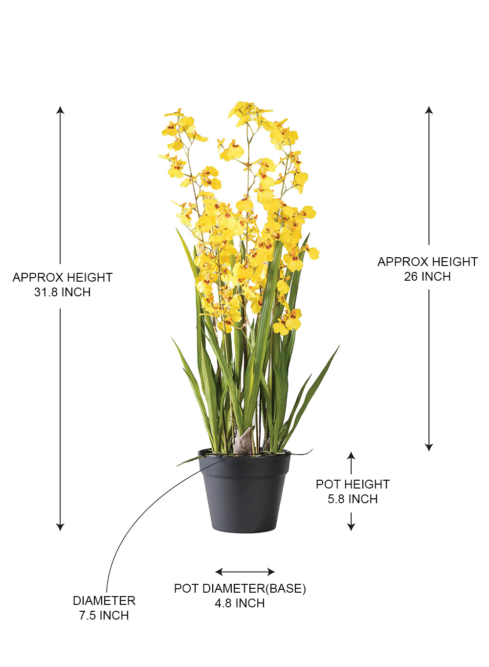 Yellow Orchid Plant in Black Pot, 7.5" Diameter & 31.8" Tall