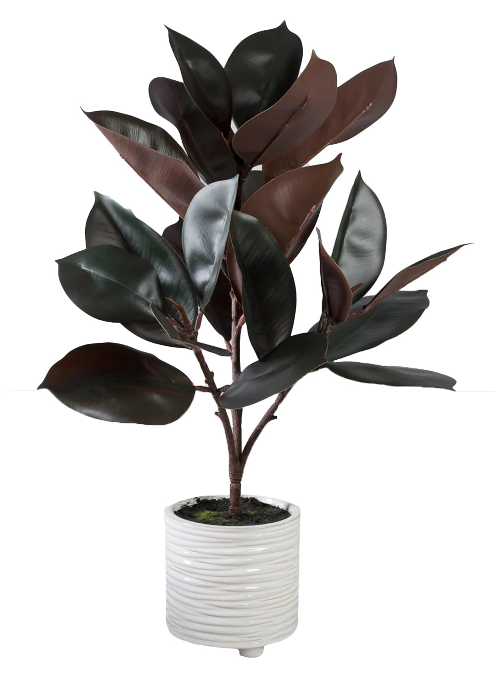 Faux Rubber Plant in Ribbed Ceramic Pot, 5.5" Diameter & 27" Tall