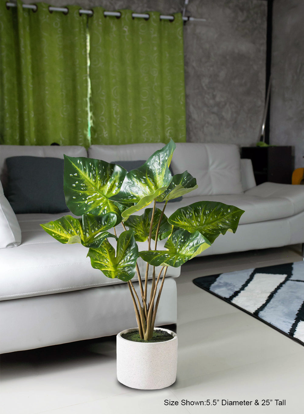 Calathea Plant in White Ceramic Planter, 6" Diameter & 25" Tall