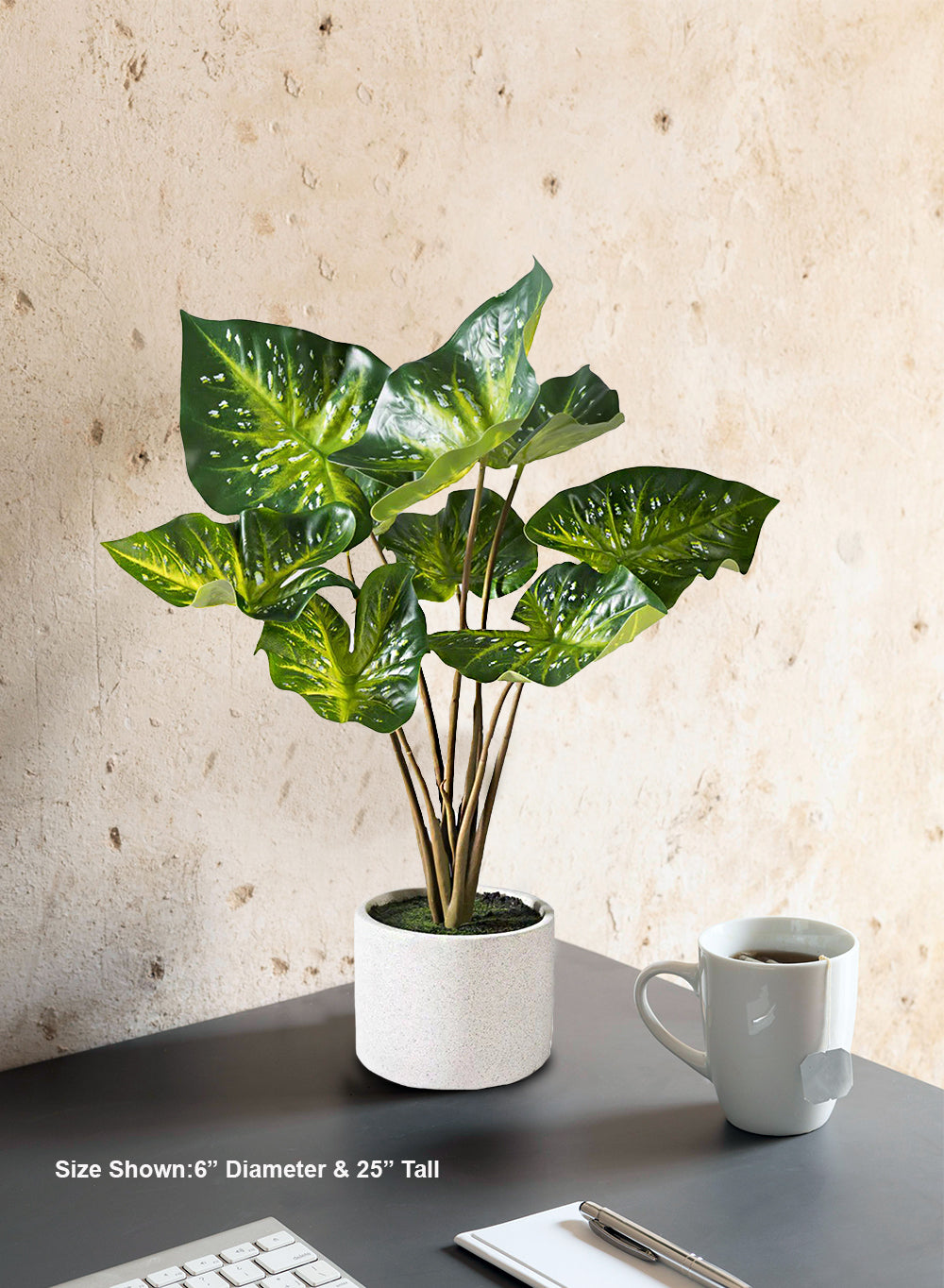 Calathea Plant in White Ceramic Planter, 6" Diameter & 25" Tall