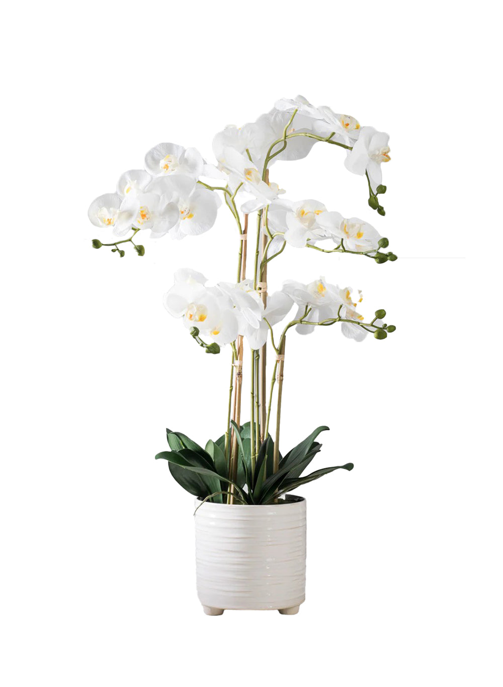 5-Stem Blooming Orchid in Ribbed Ceramic Pot, 6.5" Diameter & 30.5" Tall