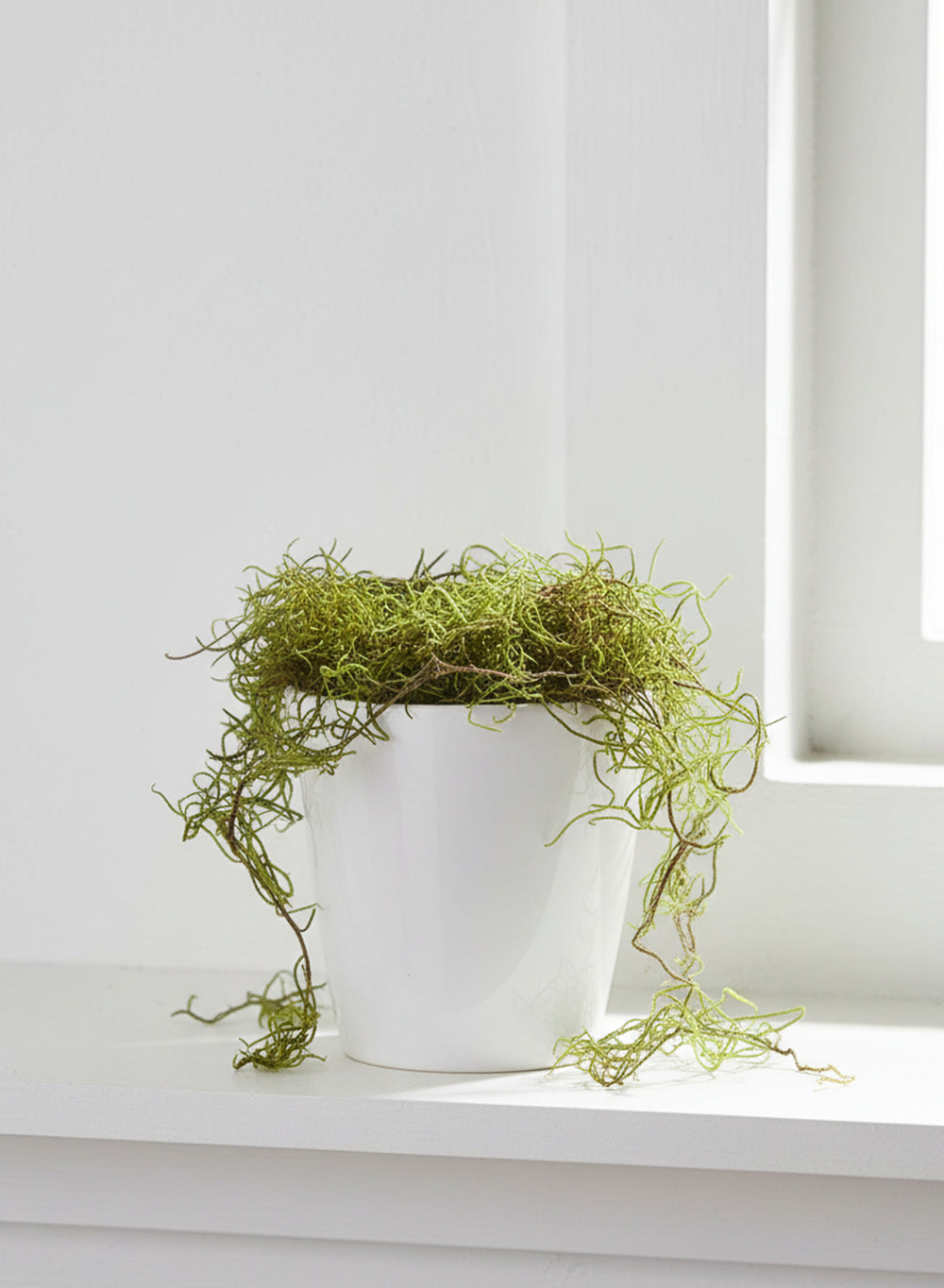 Preserved Spanish Moss, 8 Ounce Bag