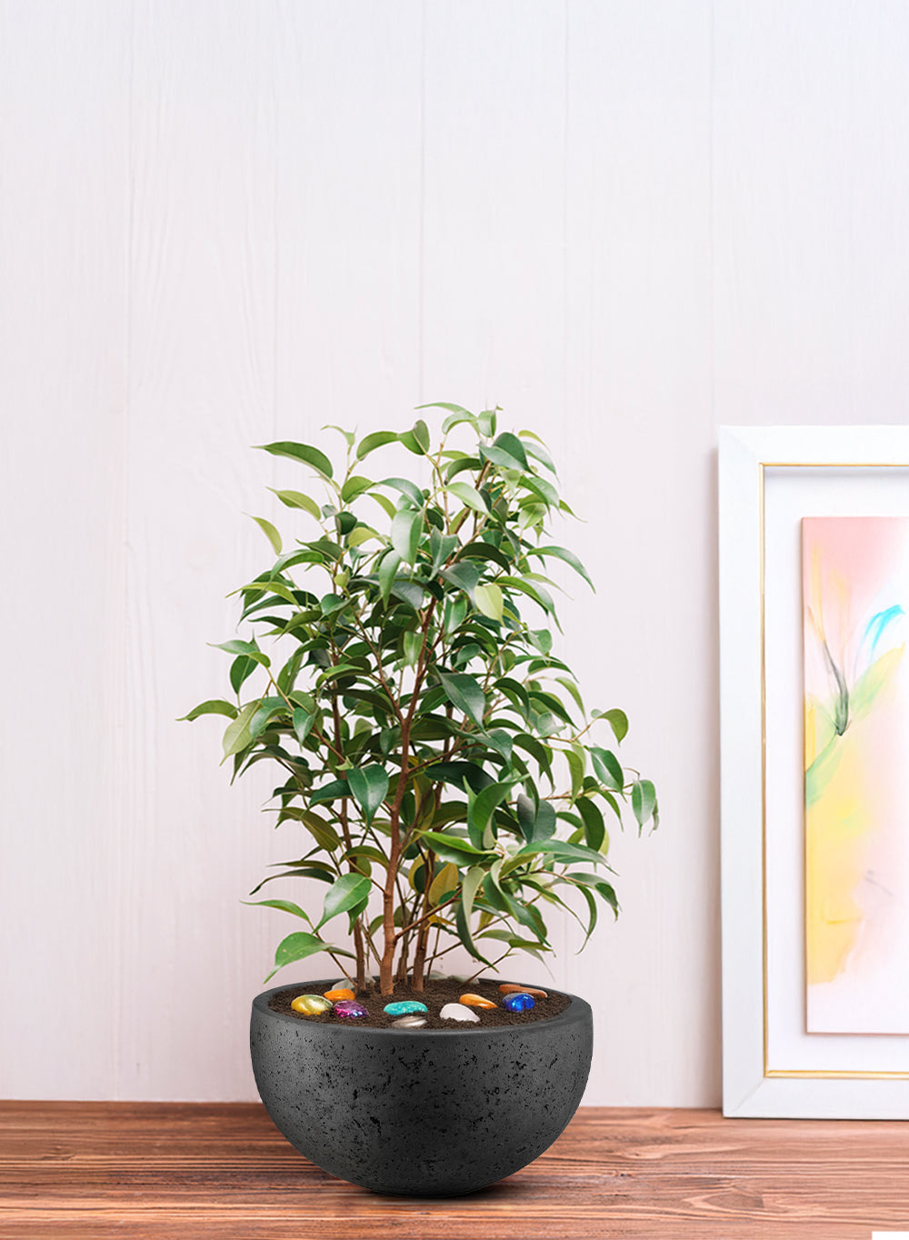 Charcoal Black Cement Bowl Planter