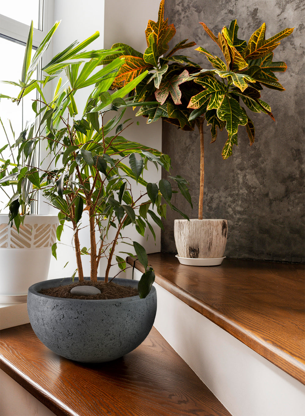 Charcoal Black Cement Bowl Planter