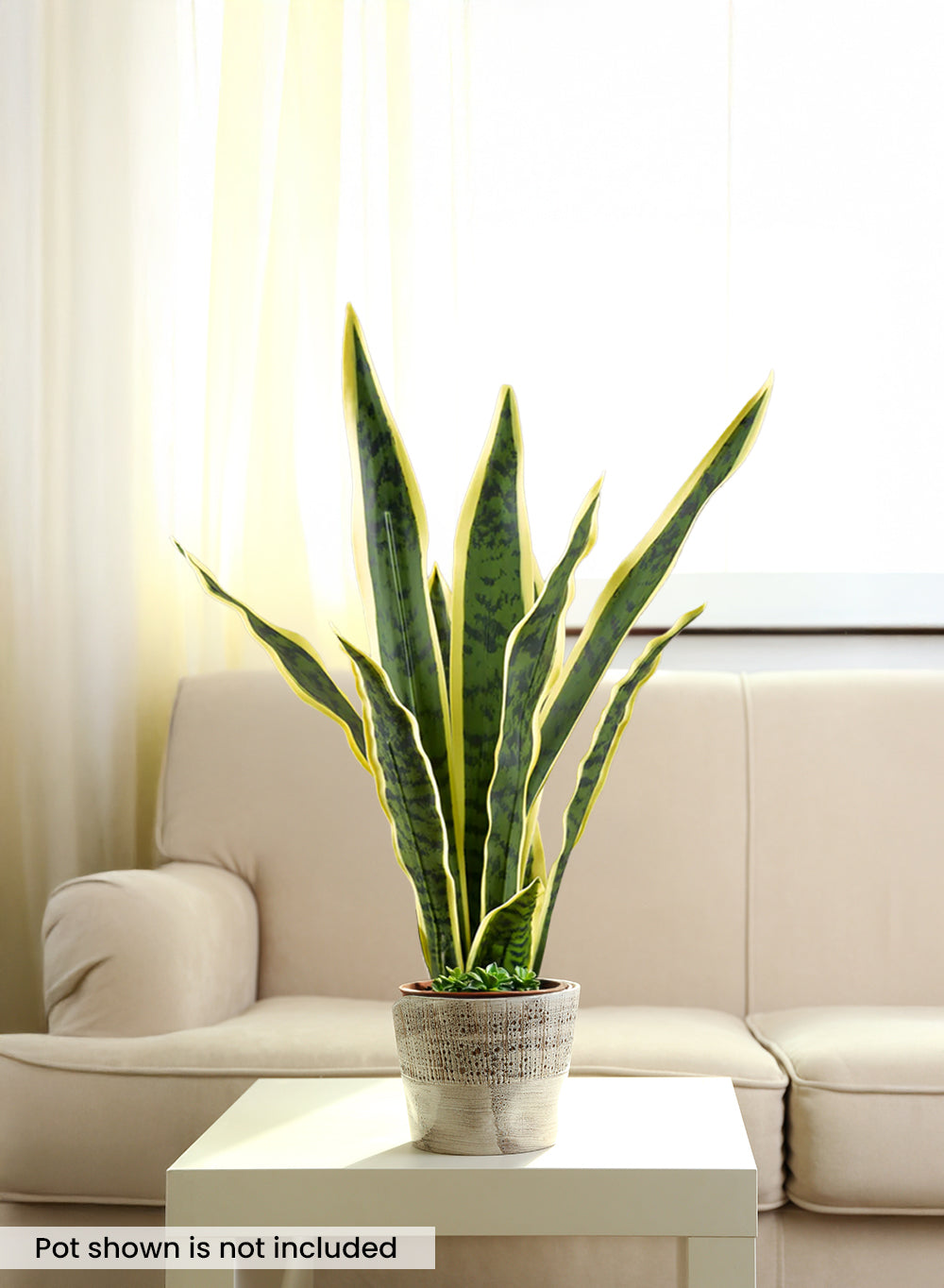 Artificial Snake Plant, 5" Diameter & 20" Tall