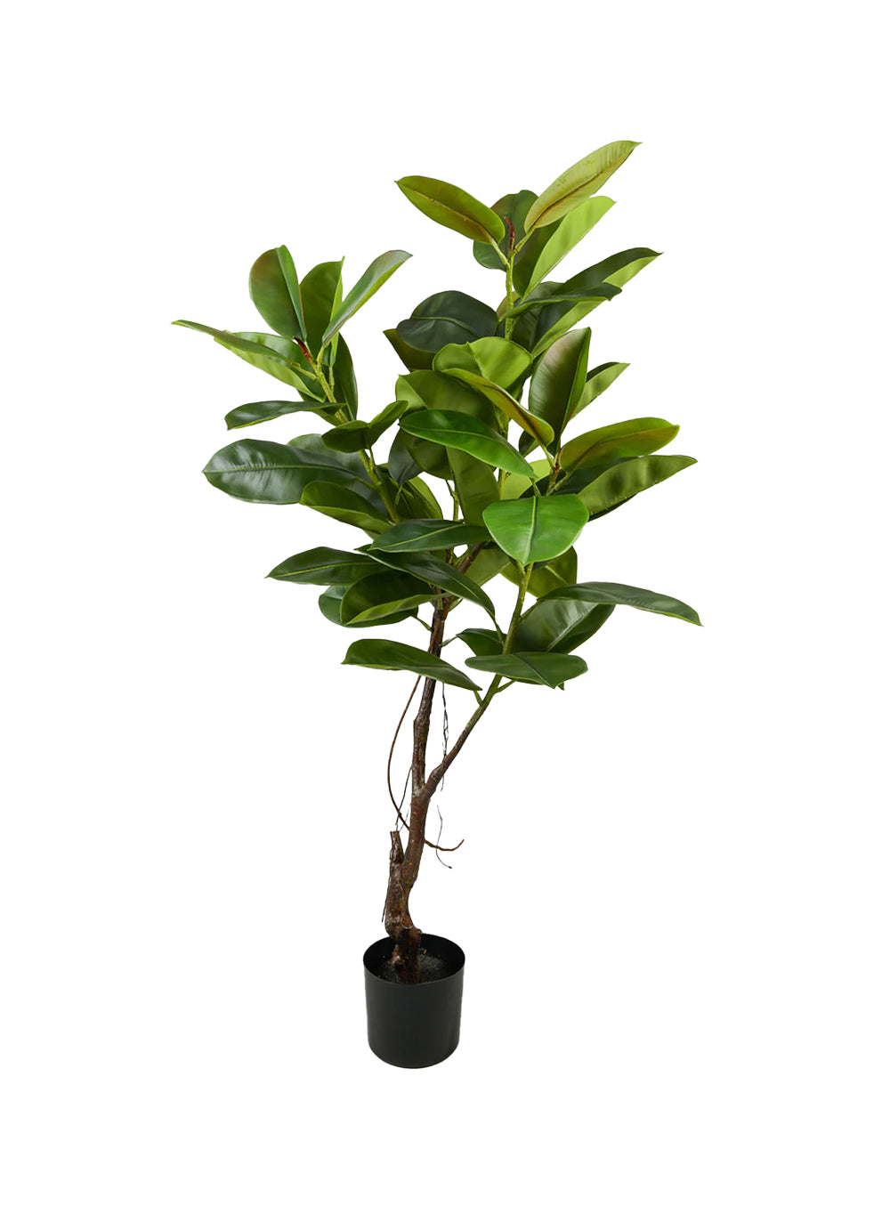 Artificial Rubber Plant, 24" Diameter & 57" Tall