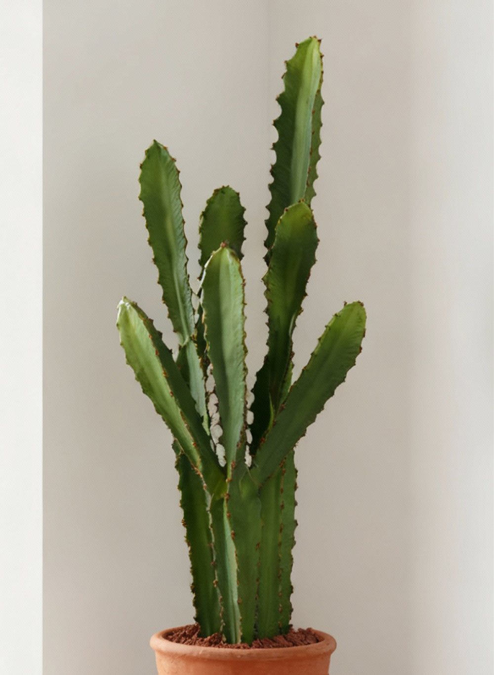 Desert Noir Faux Cactus in Black Pot, 6" Diameter & 27" Tall