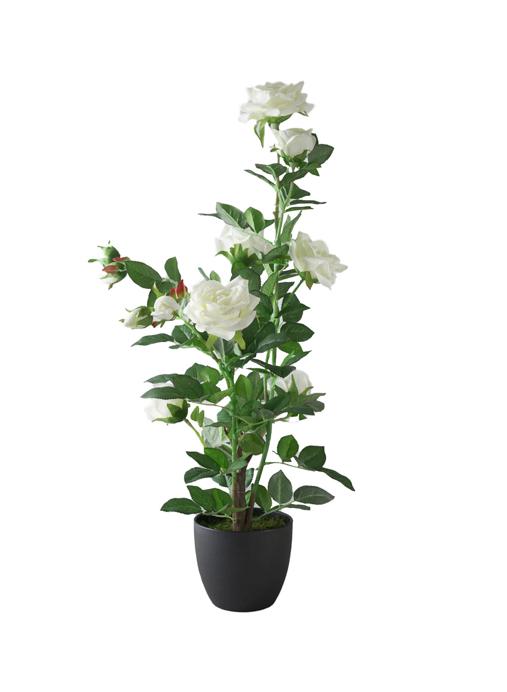 Artificial White Rose Potted Plant, 6" Diameter & 30" Tall
