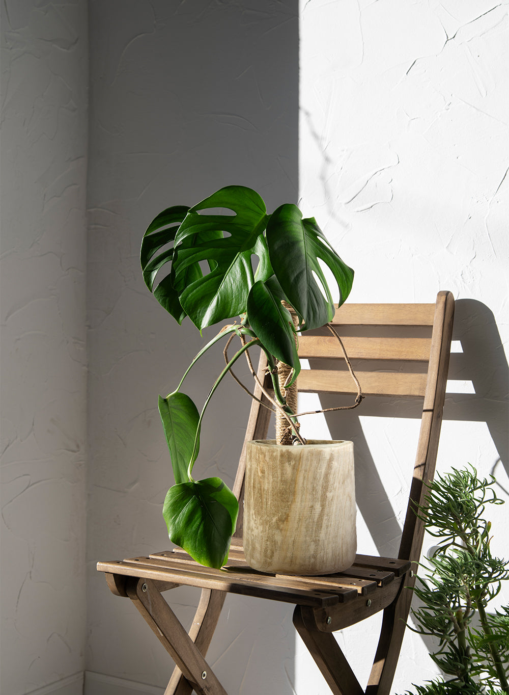 15.5" Rounded Paulownia Wood Pot