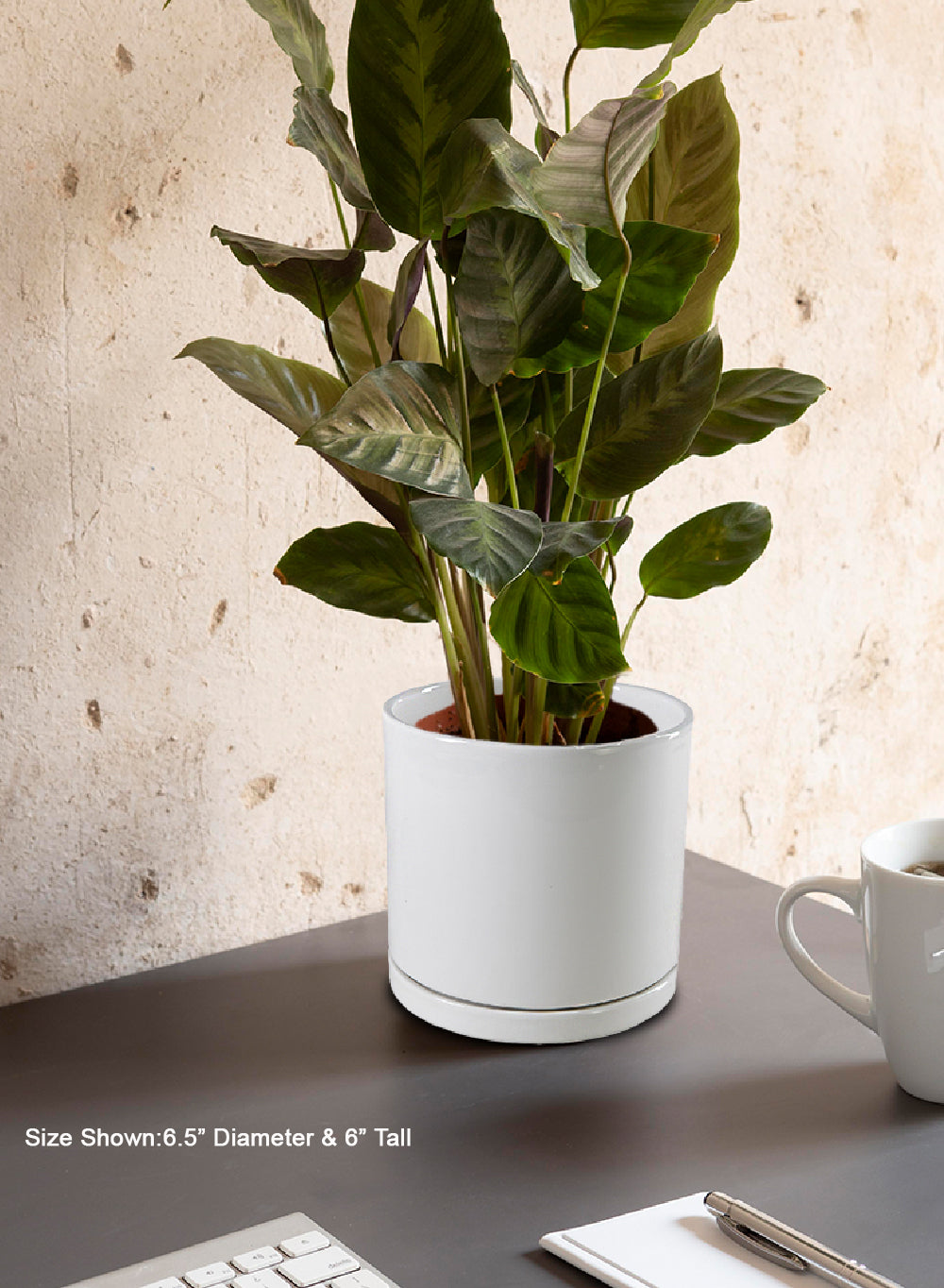 Alba White Ceramic Planter, 6.5" Diameter & 6" Tall