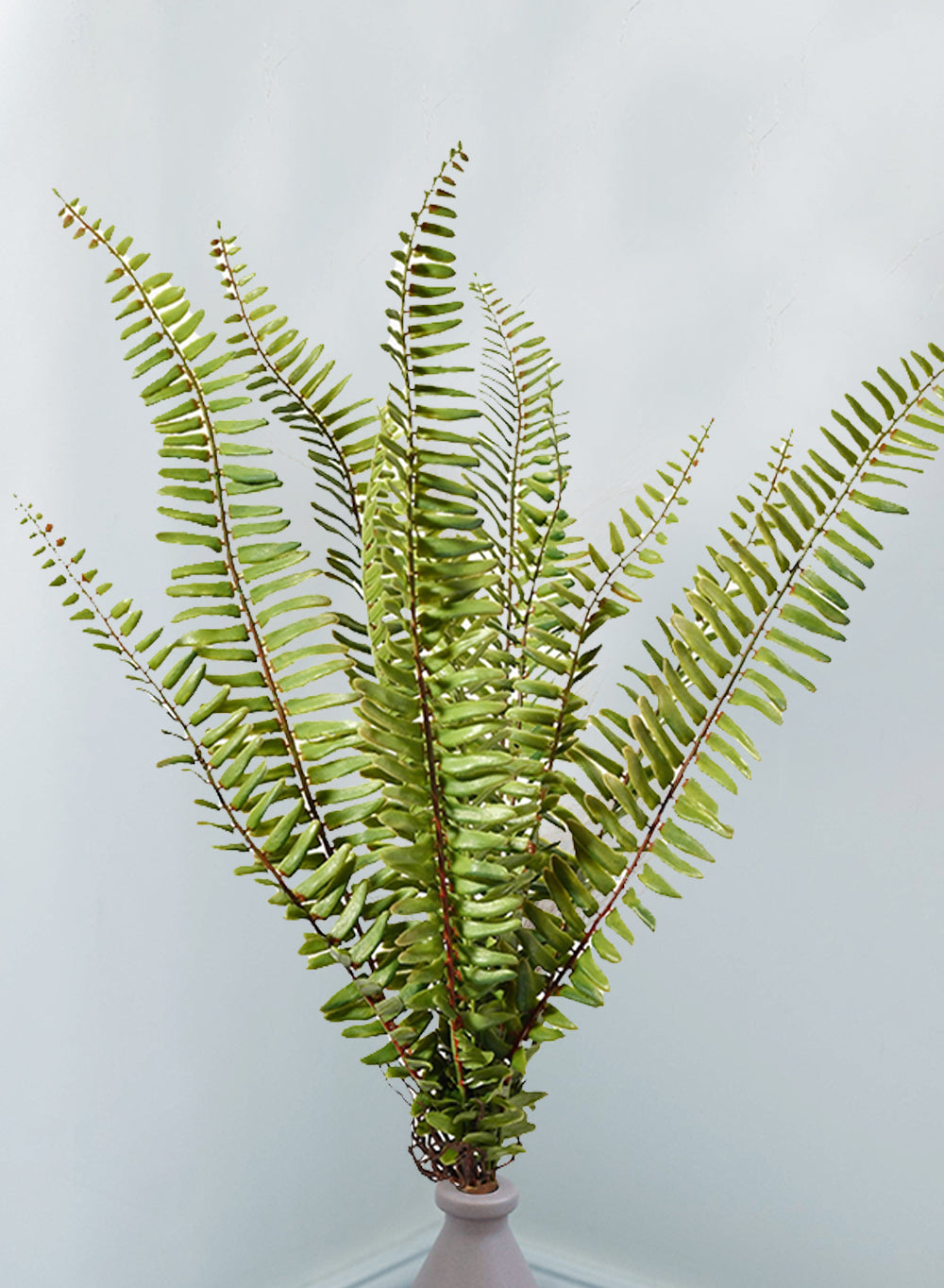 20" Artificial Boston Fern Plant, Pack of 12