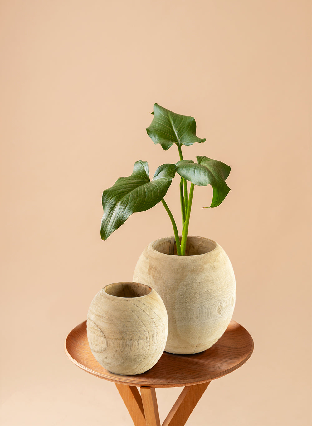 Natural Teak Essence Vase - in 2 Sizes