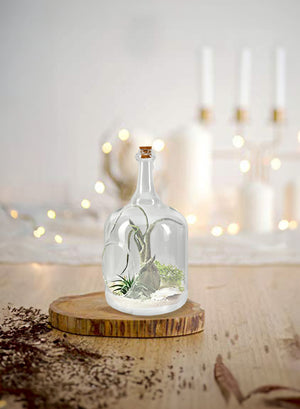 Terrarium Bottle Vase with Cork, in 4 Shapes