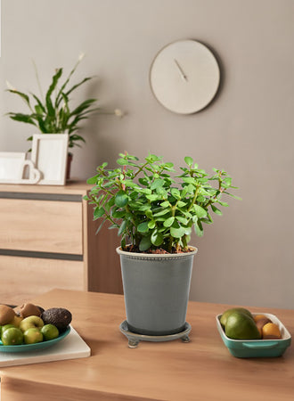 Grey Ceramic Pot and Saucer