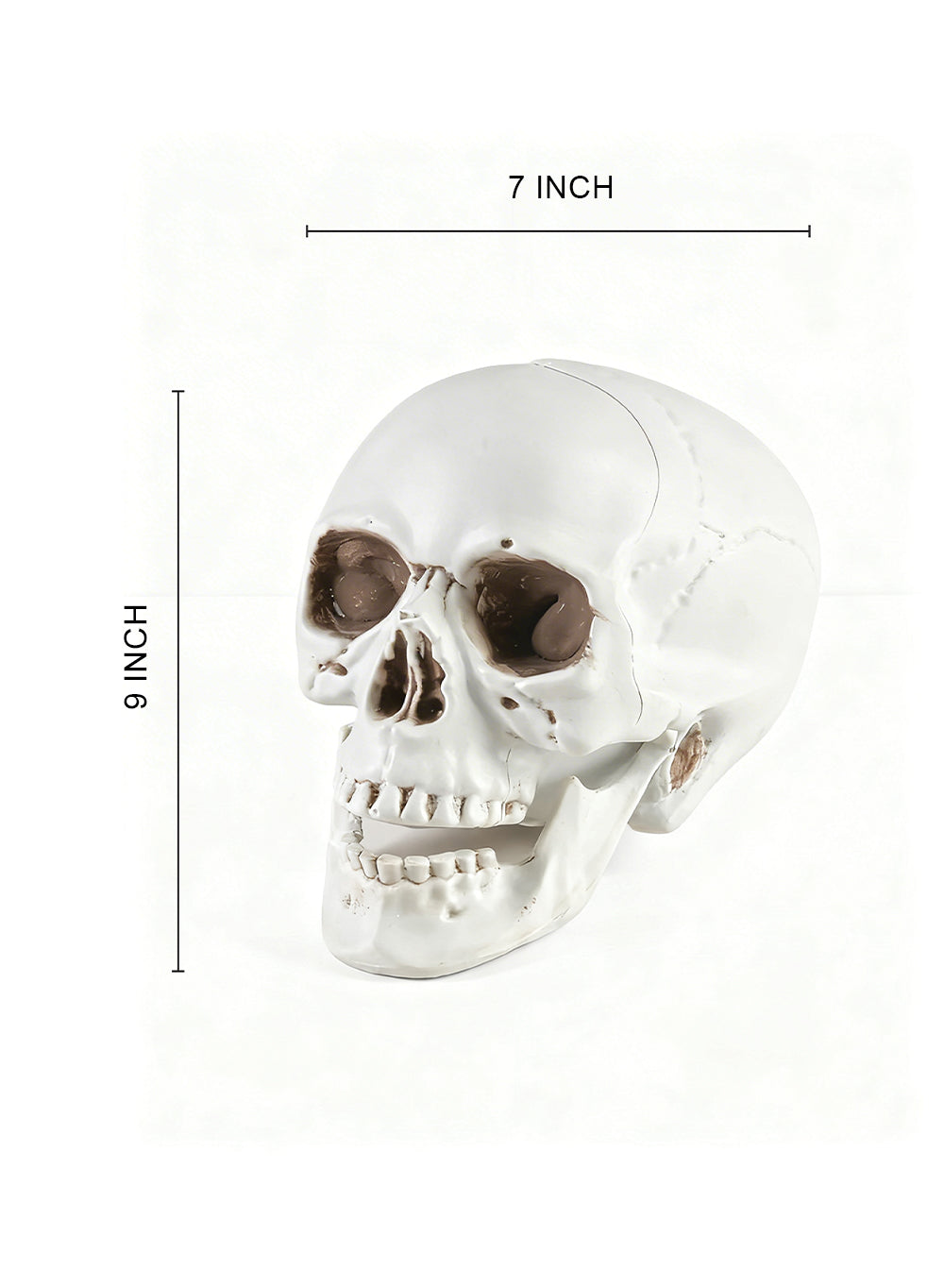 Lifelike Skull Décor Collection