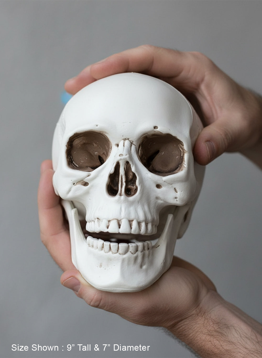 Lifelike Skull Décor Collection