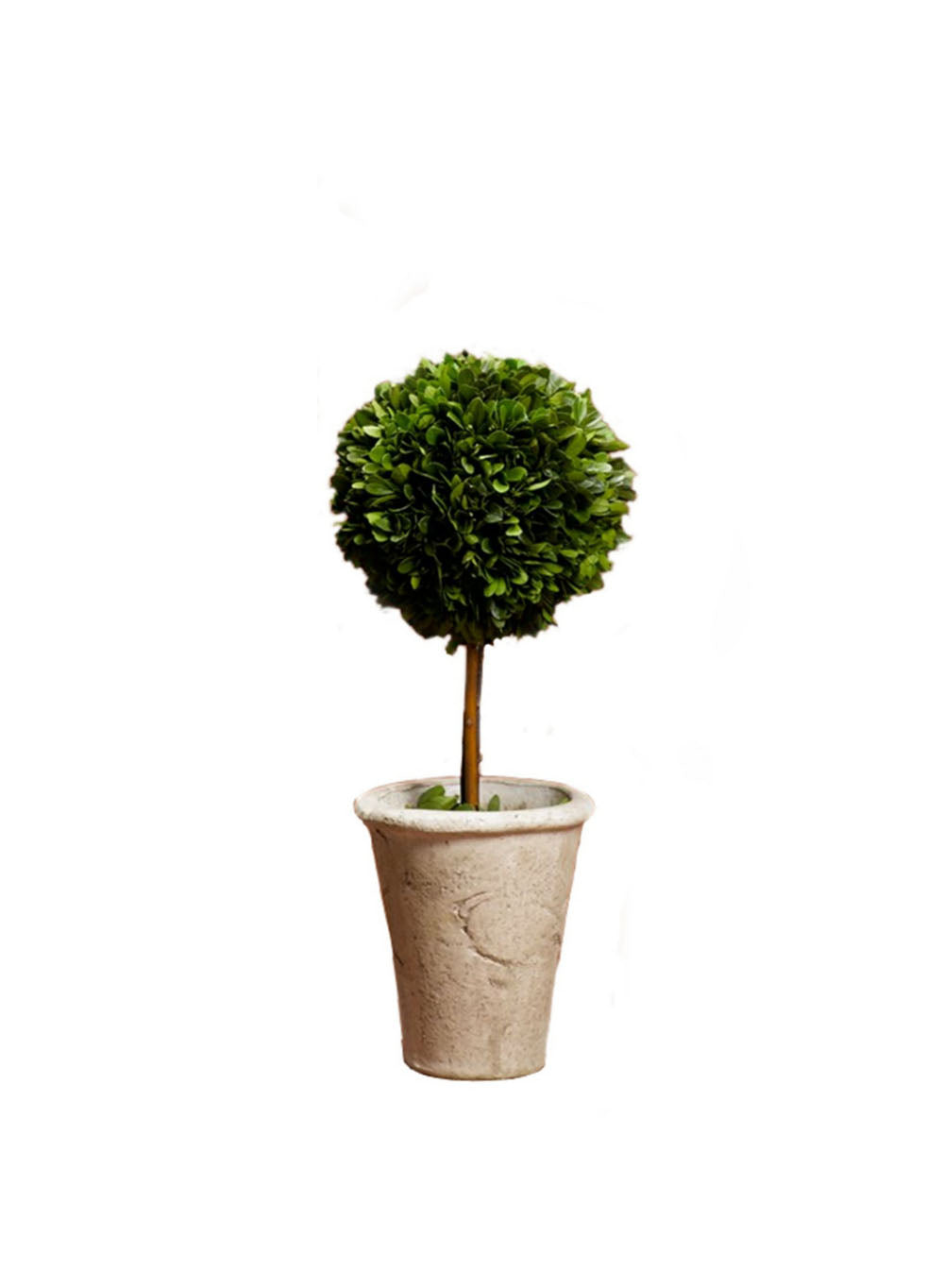 Preserved Boxwood Topiary, in 2 Sizes