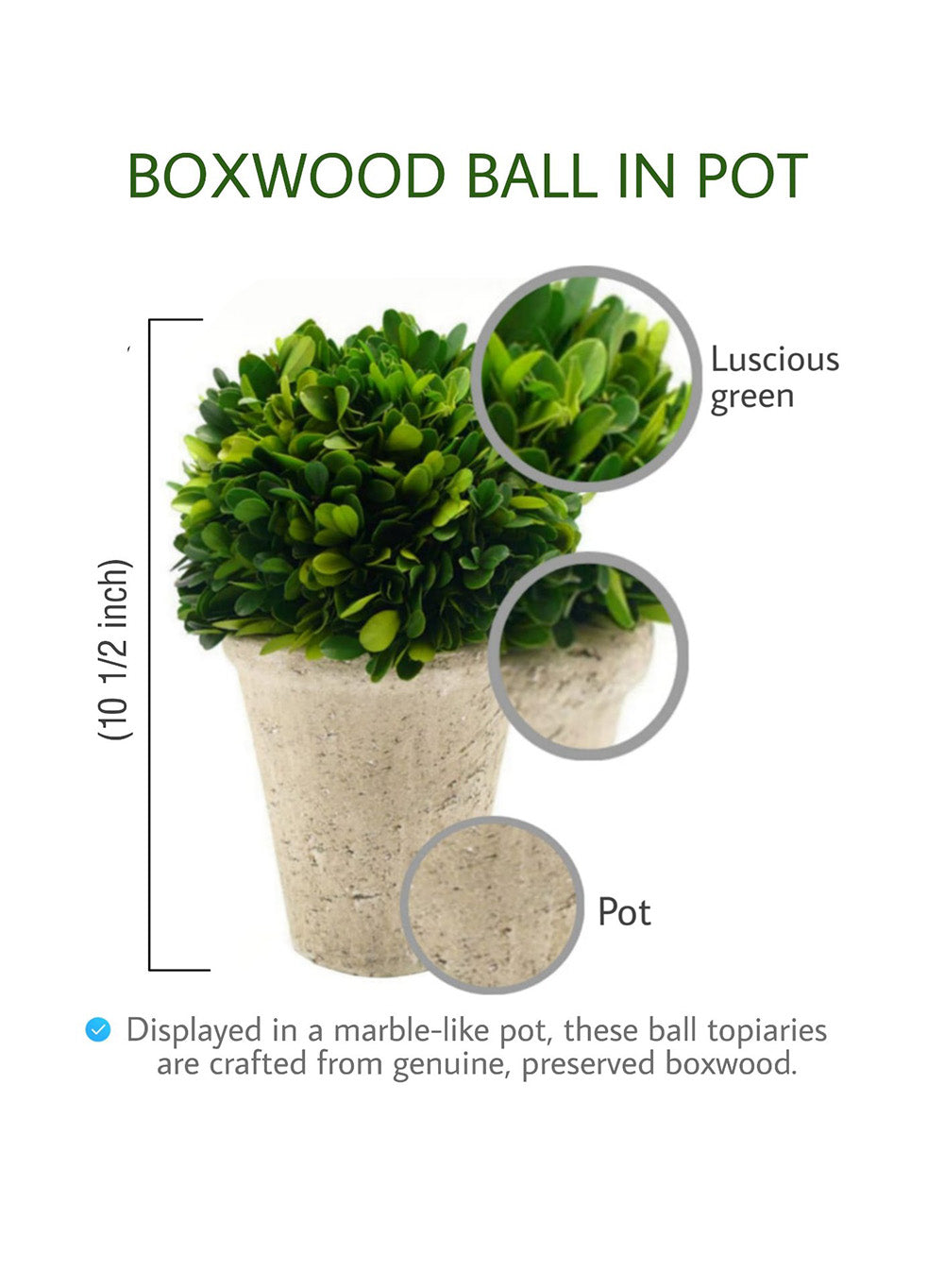 Preserved Boxwood Ball in a Pot, in 3 Sizes