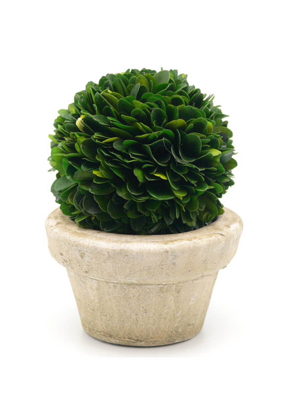 Preserved Boxwood Ball in a Pot, in 3 Sizes