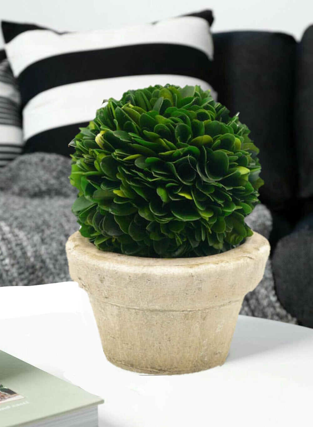 Preserved Boxwood Ball in a Pot, in 3 Sizes