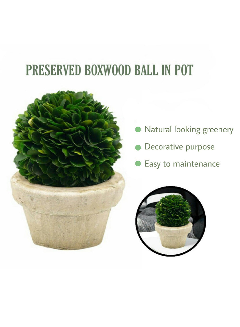 Preserved Boxwood Ball in a Pot, in 3 Sizes