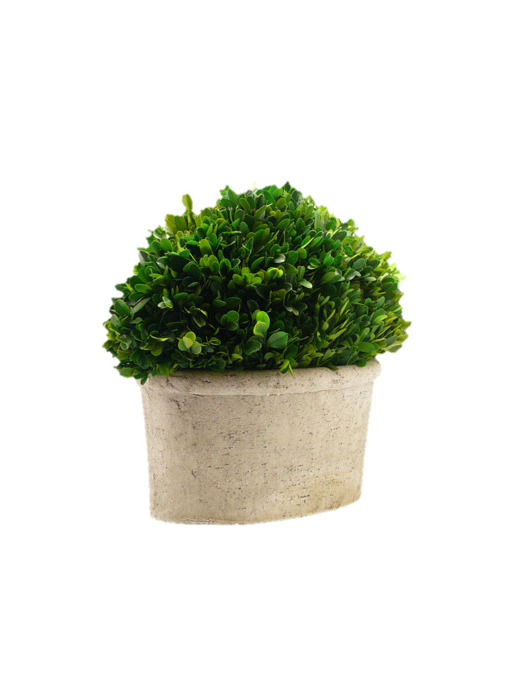 Preserved Boxwood Ball in a Pot, in 3 Sizes