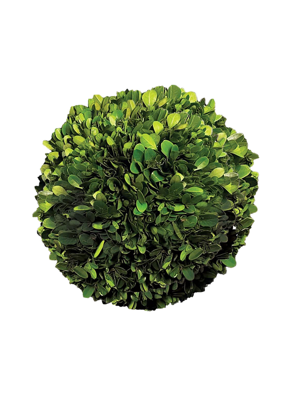 Preserved Boxwood Ball, in 4 Sizes