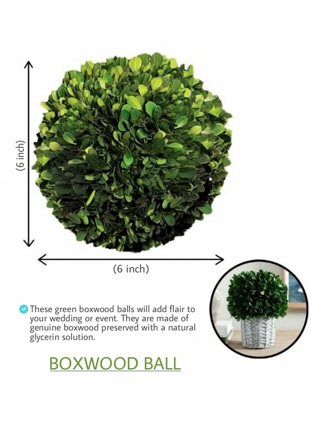 Preserved Boxwood Ball, in 4 Sizes