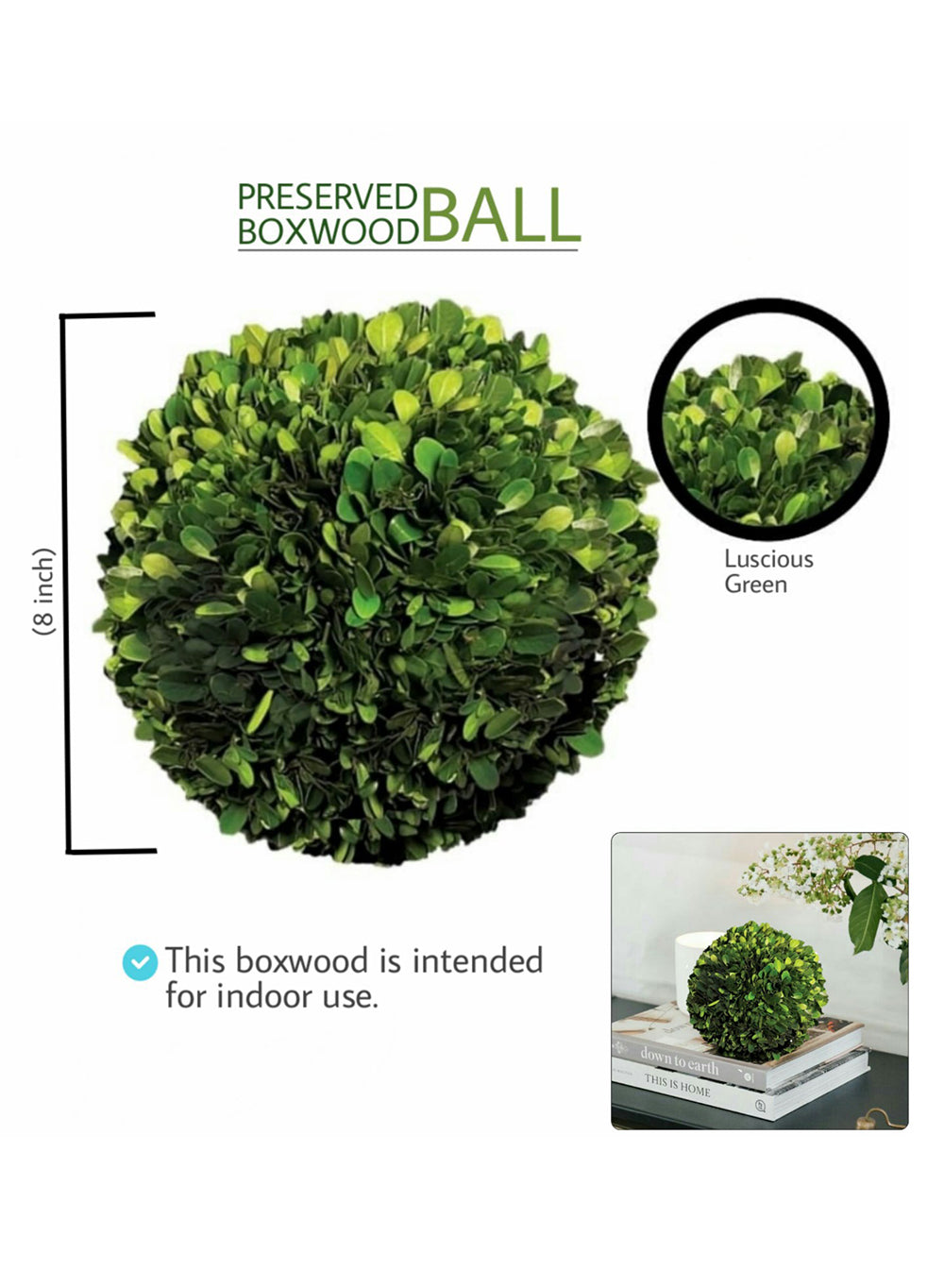 Preserved Boxwood Ball, in 4 Sizes