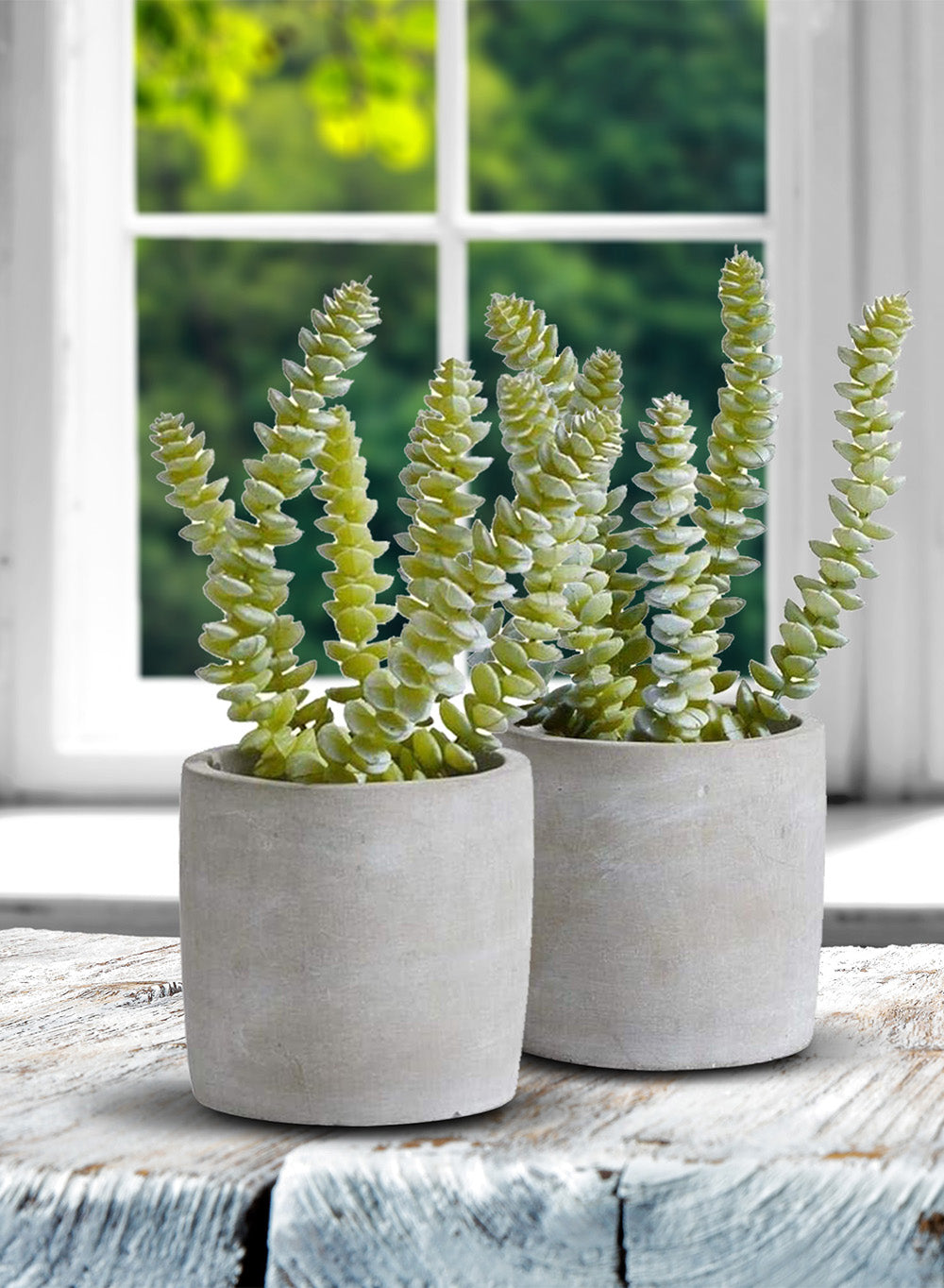 String of Buttons Succulent in Pot, Set of 2