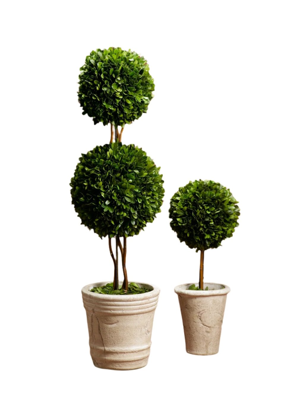 Preserved Boxwood Topiary, in 2 Sizes