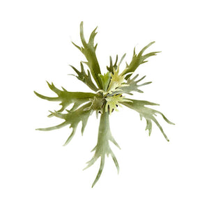 Serene Spaces Living Faux Staghorn Fern, Green Foliage for Home Décor, Pack of 6, Measures 19" Tall and 15" Diameter
