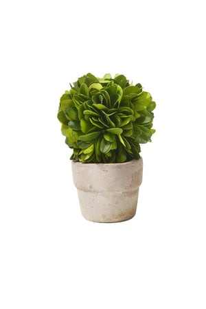 3" Boxwood Ball Topiary in Pot