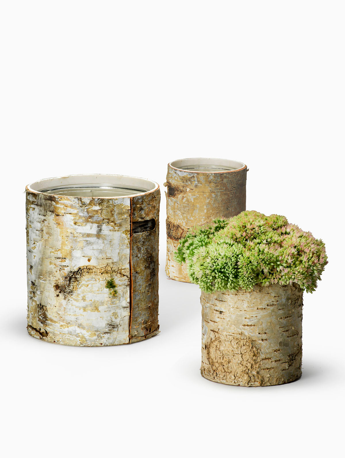 White Birch Cylinder Vases