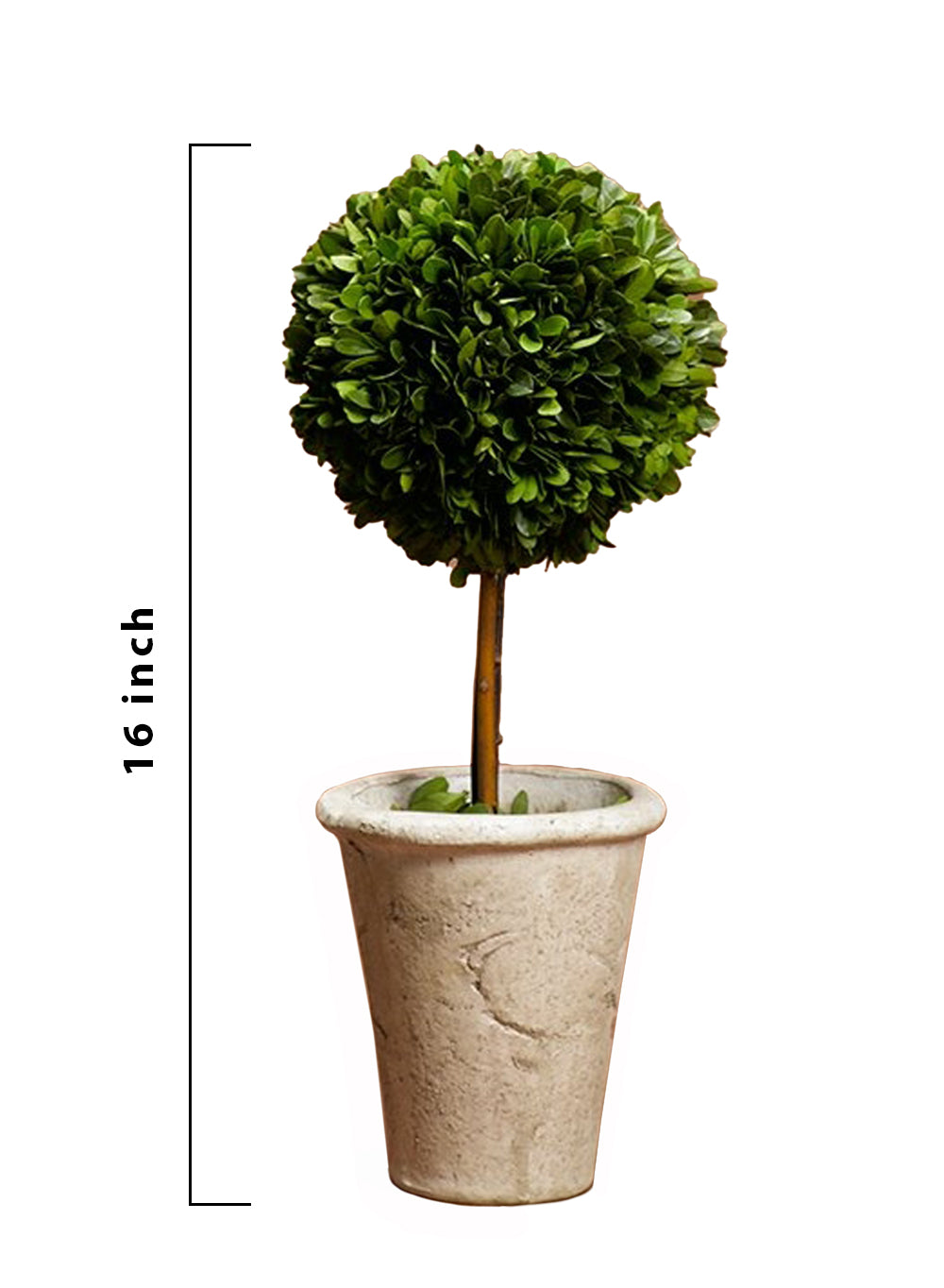 Preserved Boxwood Topiary, in 2 Sizes