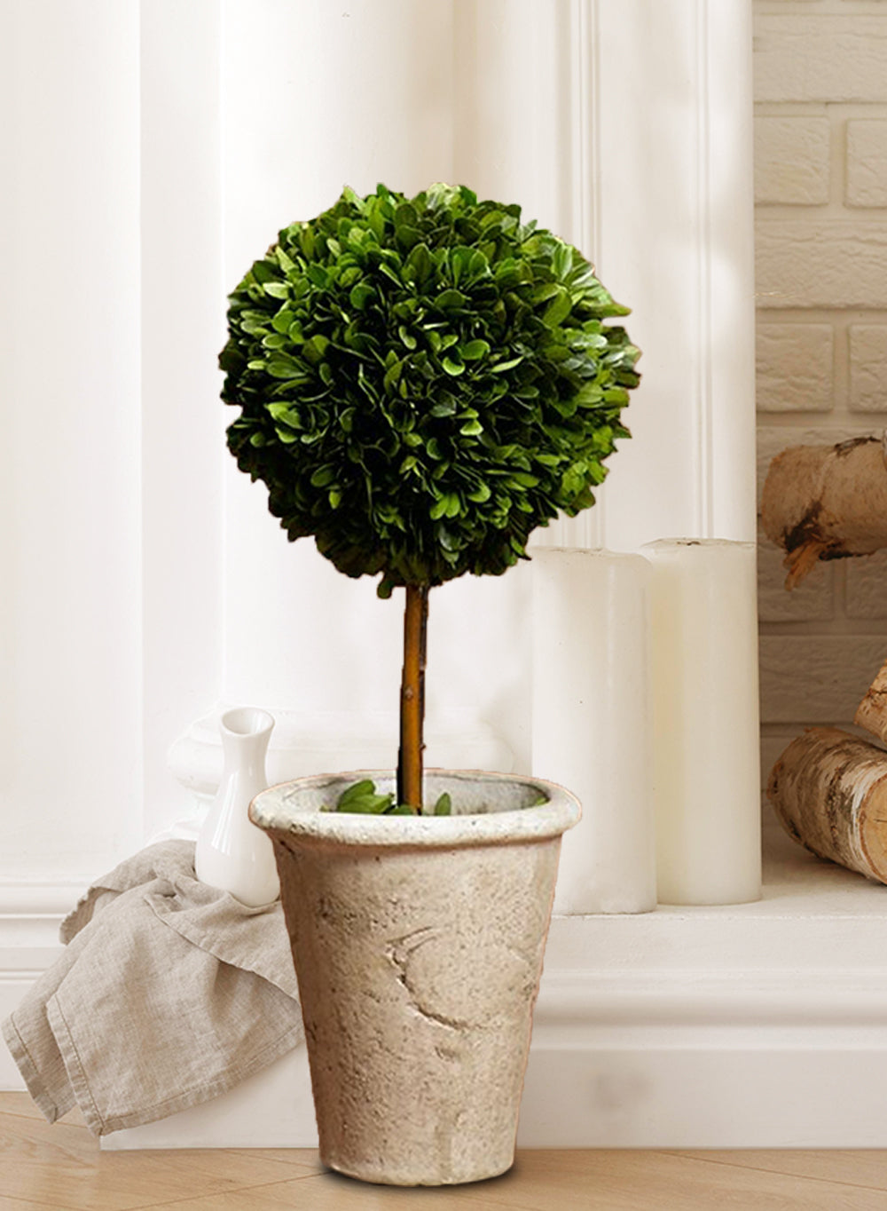 Preserved Boxwood Topiary, in 2 Sizes