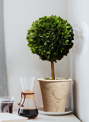Preserved Boxwood Topiary, in 2 Sizes