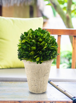 Serene Spaces Living Preserved Boxwood Ball with Large Pot – Natural Indoor Greenery, Simple Care, 10.5" x 7"