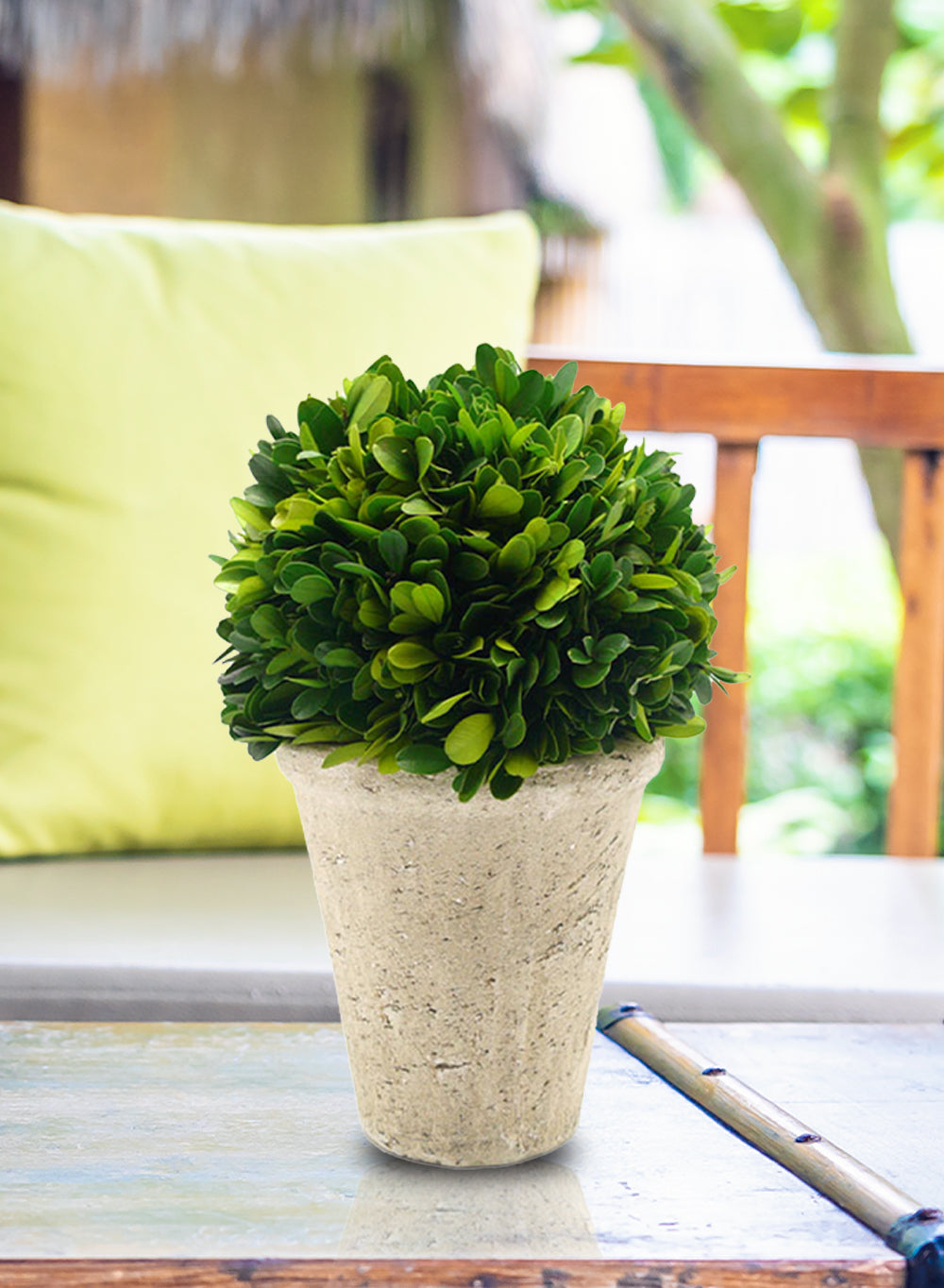 Preserved Boxwood Ball in a Pot, in 3 Sizes