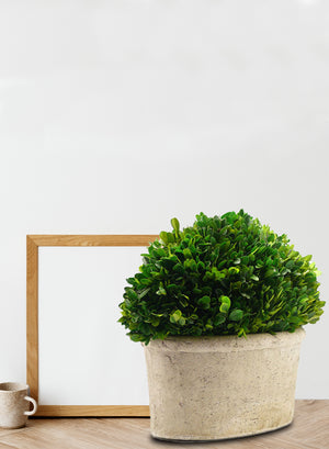 Preserved Boxwood Ball in a Pot, in 3 Sizes