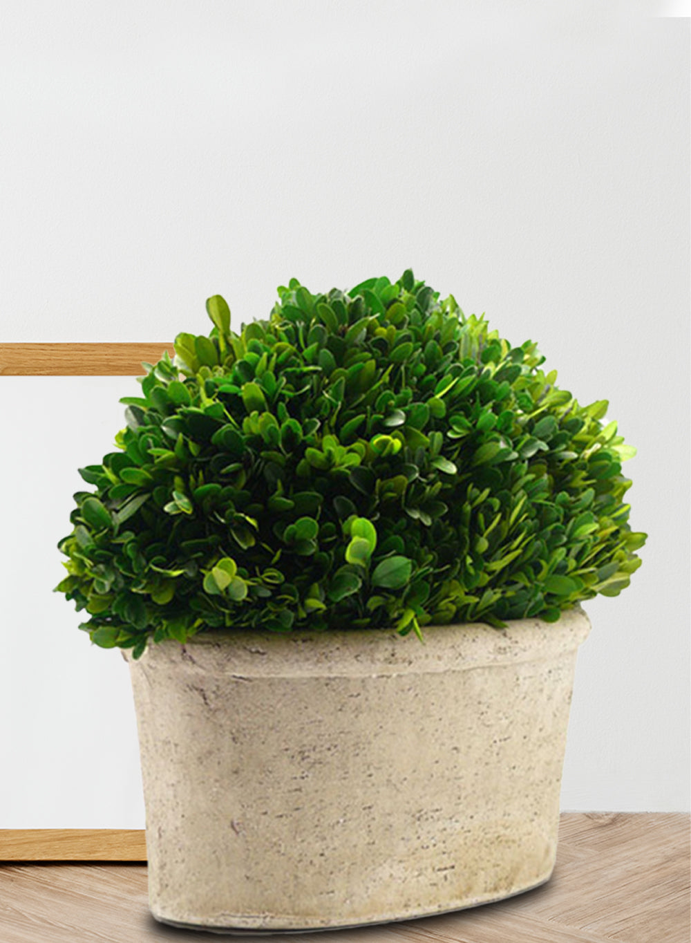 Preserved Boxwood Ball in a Pot, in 3 Sizes