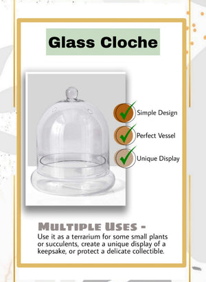 Serene Spaces Living Glass Cloche, Ideal as a Terrarium 2 Sizes Available