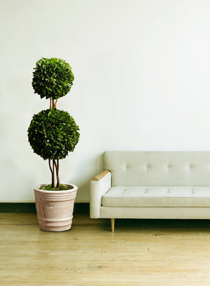 Preserved Boxwood Topiary, in 2 Sizes