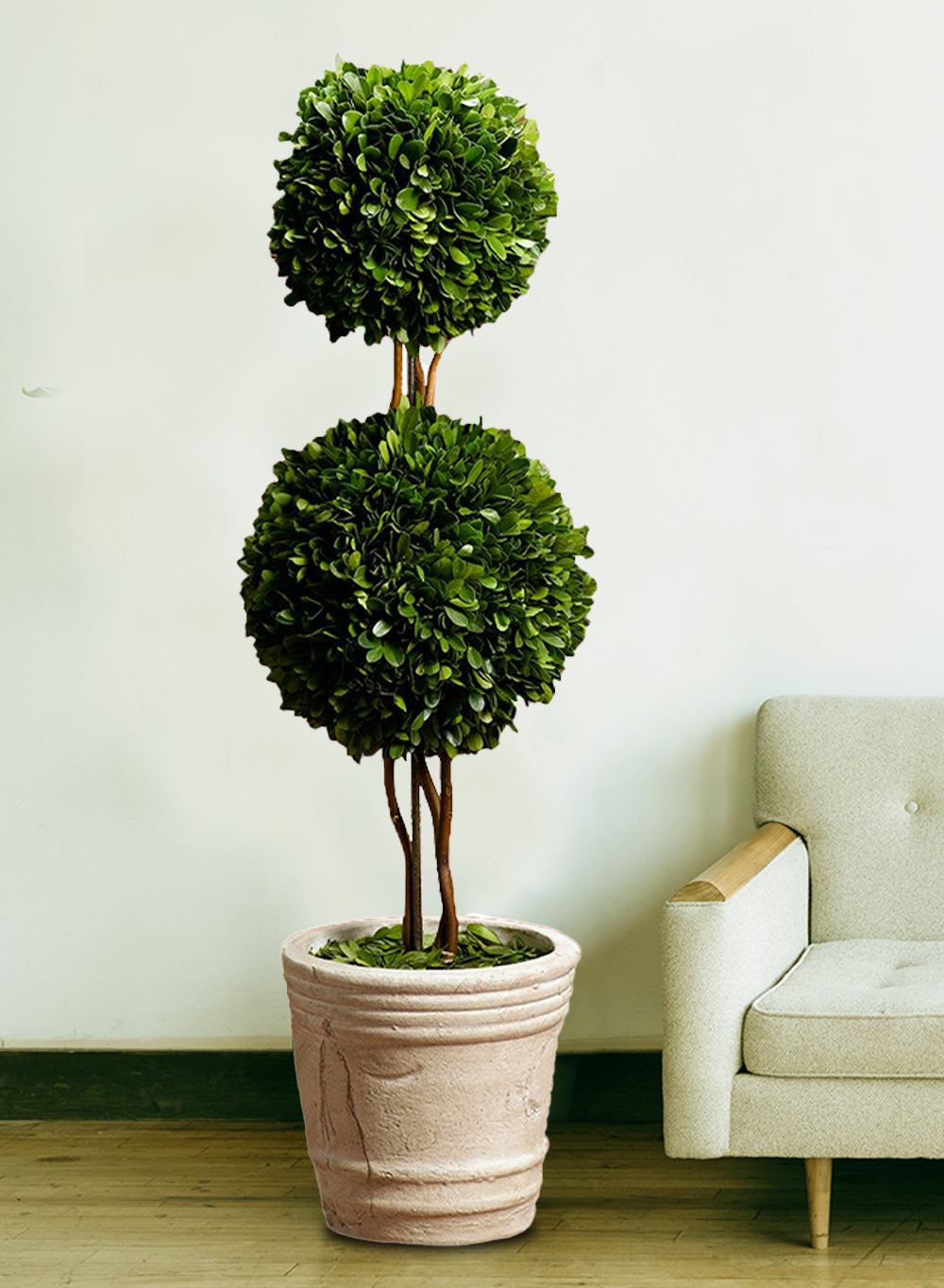 Preserved Boxwood Topiary, in 2 Sizes