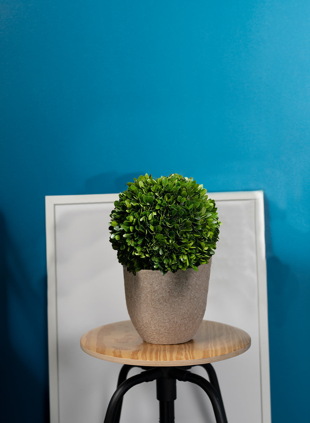 Preserved Boxwood Ball, in 4 Sizes