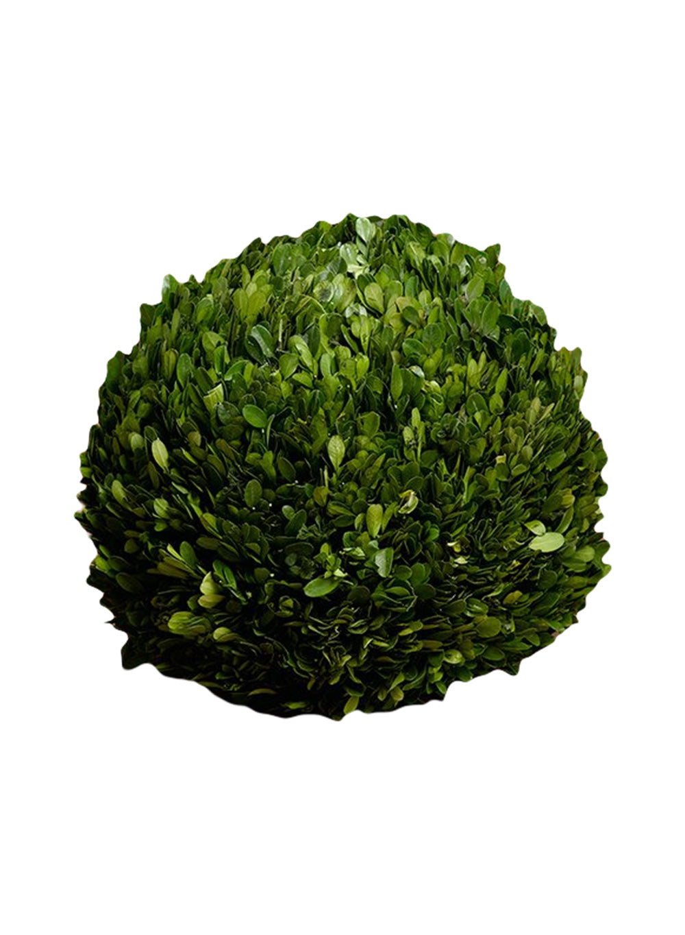 Preserved Boxwood Ball, in 4 Sizes